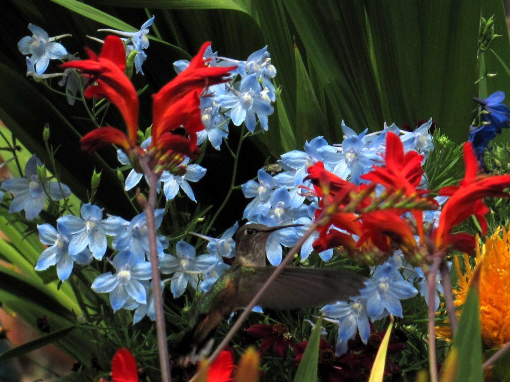 Carnivorous Mountain Hummingbird (Category:  Rock Climbing)