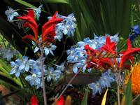 Carnivorous Mountain Hummingbird (Category:  Rock Climbing)