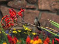 Carnivorous Mountain Hummingbird (Category:  Rock Climbing)