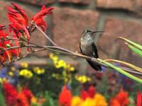 Carnivorous Mountain Hummingbird (Category:  Rock Climbing)