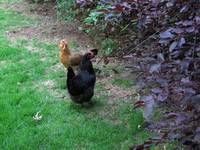 Emily's Carnivorous Mountain Chickens (Category:  Rock Climbing)