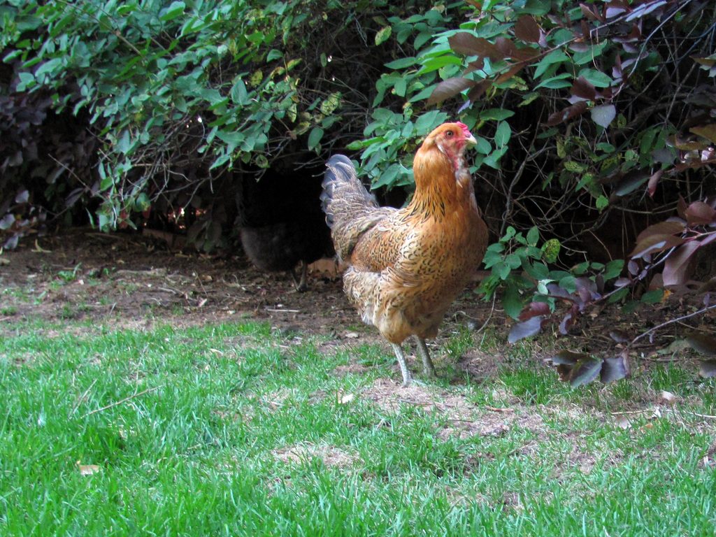 Emily's Carnivorous Mountain Chickens (Category:  Rock Climbing)