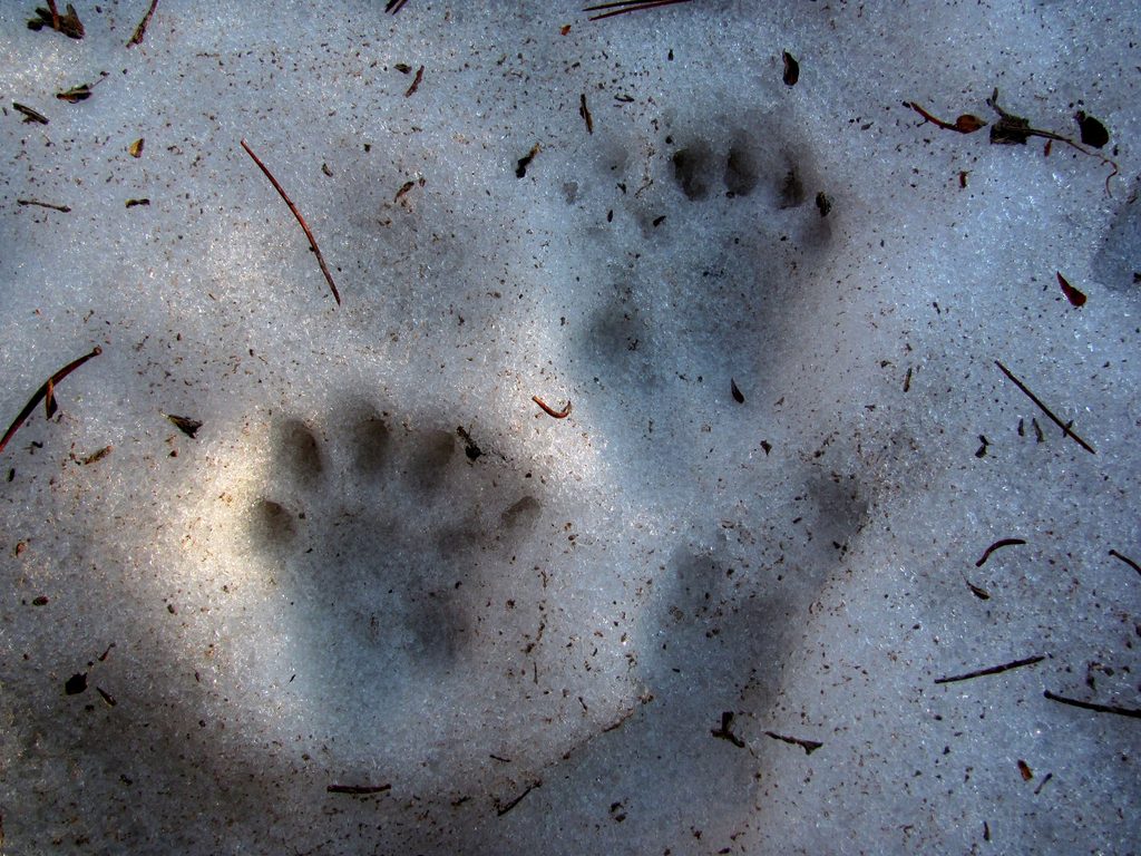 Carnivorous Mountain Animal tracks. (Category:  Rock Climbing)