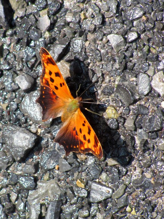 Carnivorous Mountain Butterfly (Category:  Rock Climbing)