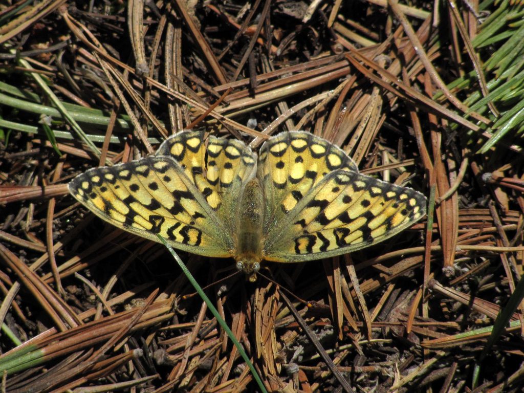 Carnivorous Mountain Butterfly (Category:  Rock Climbing)