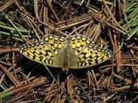 Carnivorous Mountain Butterfly (Category:  Rock Climbing)