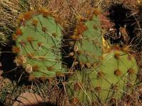 Prickly Pear (Category:  Rock Climbing)