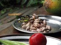 Butterfly eating cacao fruit.  Hope it isn't allergic! (Category:  Travel)