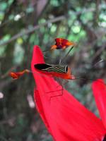 Flag-wing Bug (Category:  Travel)