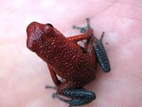 Red and Green Dart Frog. (Category:  Travel)