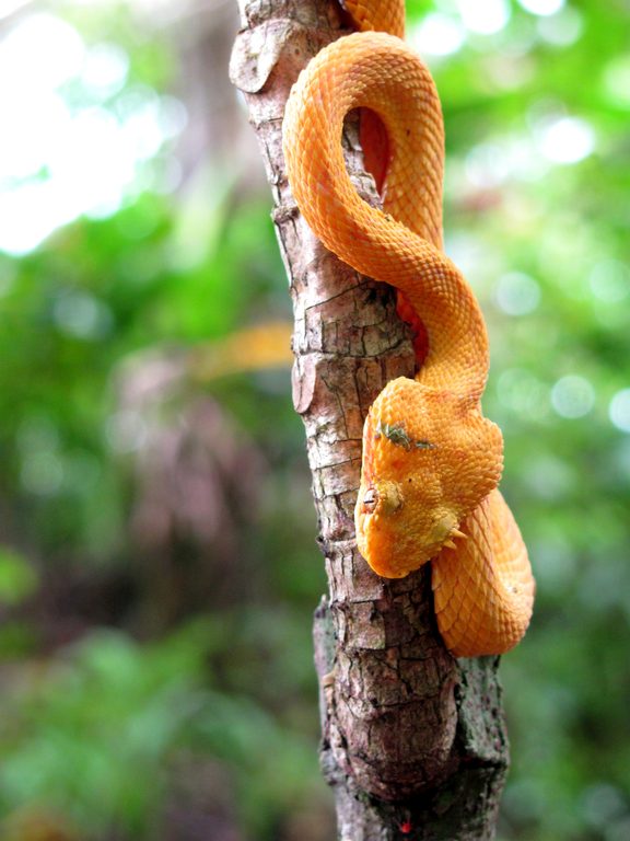 Eyelash Pit Viper! (Category:  Travel)