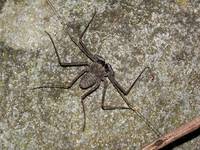 Tailless Whipscorpion (Category:  Travel)