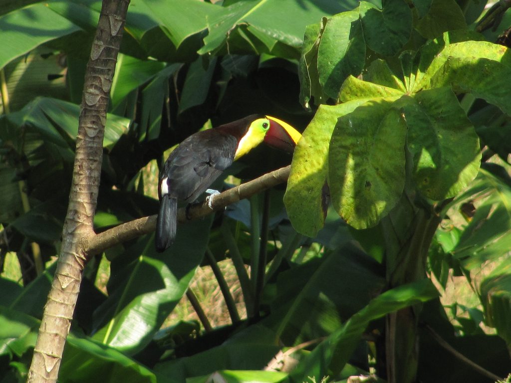 Chestnut-mandibled Toucan (Category:  Travel)