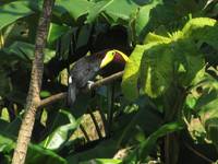 Chestnut-mandibled Toucan (Category:  Travel)