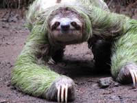 Hiking in Manuel Antonio National Park and a sloth crossed the trail right in front of me. He would have bumped into my camera if I hadn't moved out of the way. (Category:  Travel)