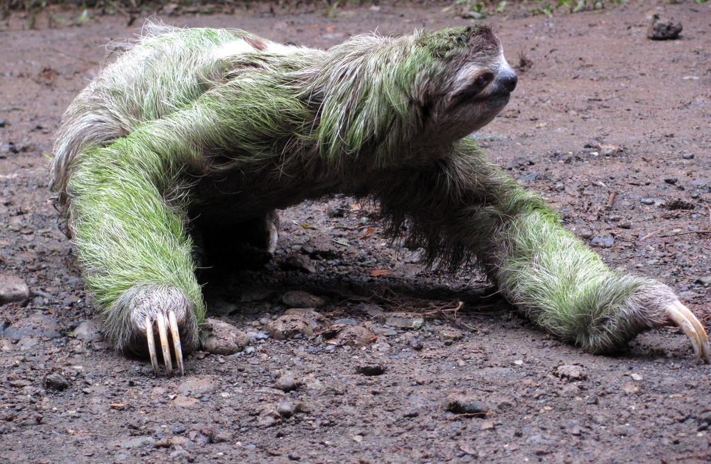 Sloth crossing the trail! (Category:  Travel)