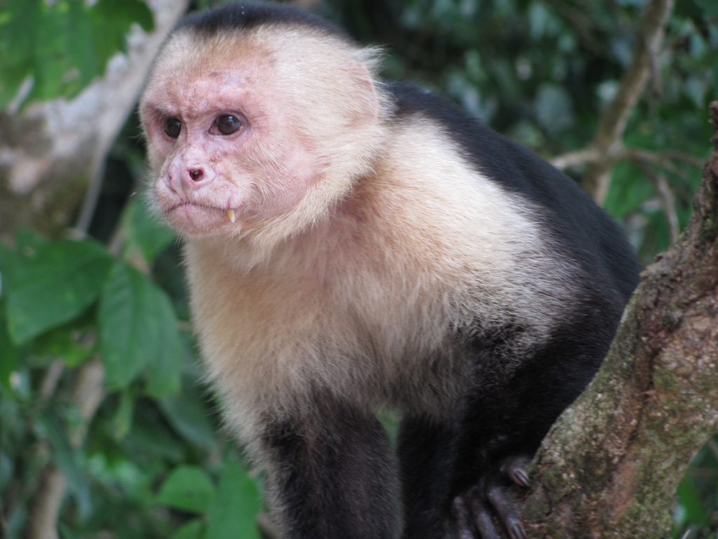 Capuchin (Category:  Travel)