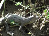 Caiman (Category:  Travel)