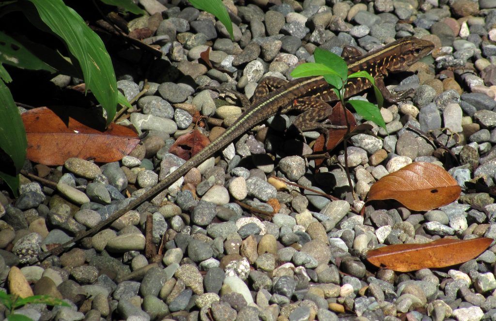 Whiptail Lizard (Category:  Travel)