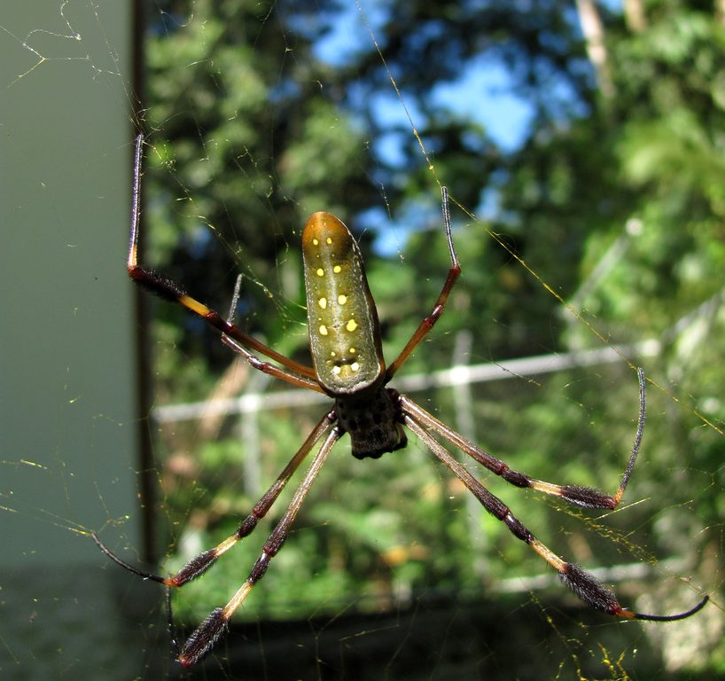 Large golden orb weaver. (Category:  Travel)