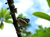 Butterfly (Category:  Travel)