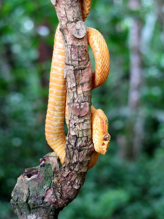 Eyelash Pit Viper! (Category:  Travel)