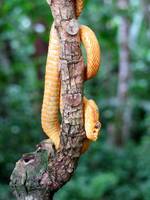 Eyelash Pit Viper! (Category:  Travel)