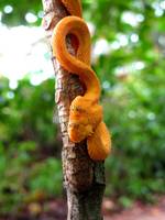 Eyelash Pit Viper! (Category:  Travel)