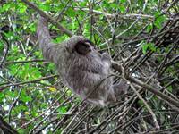 Sloth! (Category:  Travel)