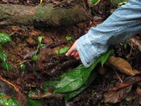 Tara grabbing a Black and Green Dart Frog. (Category:  Travel)