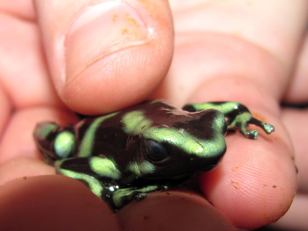 Tara holding a Black and Green Dart Frog. (Category:  Travel)