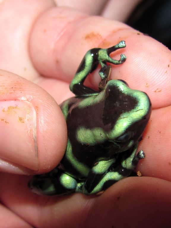 Tara holding a Black and Green Dart Frog. (Category:  Travel)