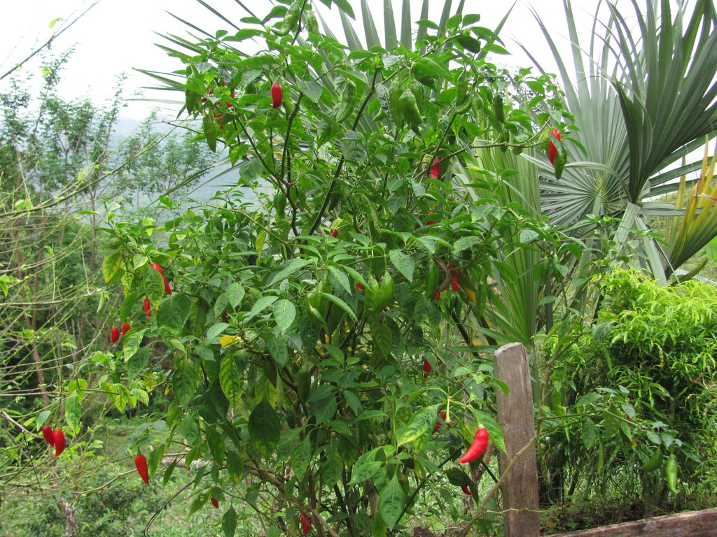 Peppers (Category:  Travel)