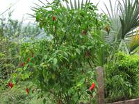 Peppers (Category:  Travel)