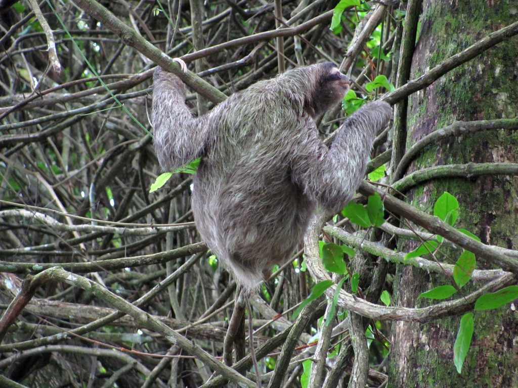 Sloth! (Category:  Travel)