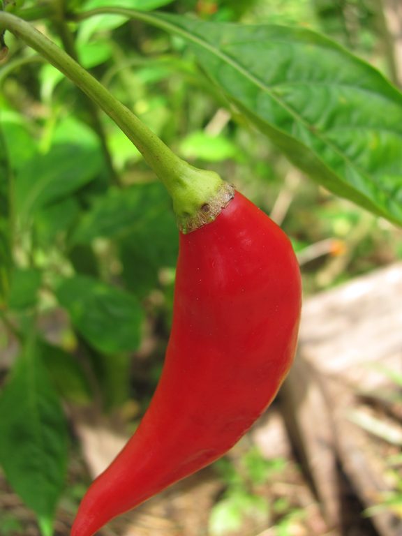 Peppers (Category:  Travel)