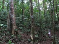 Shooting a big tree. (Category:  Travel)