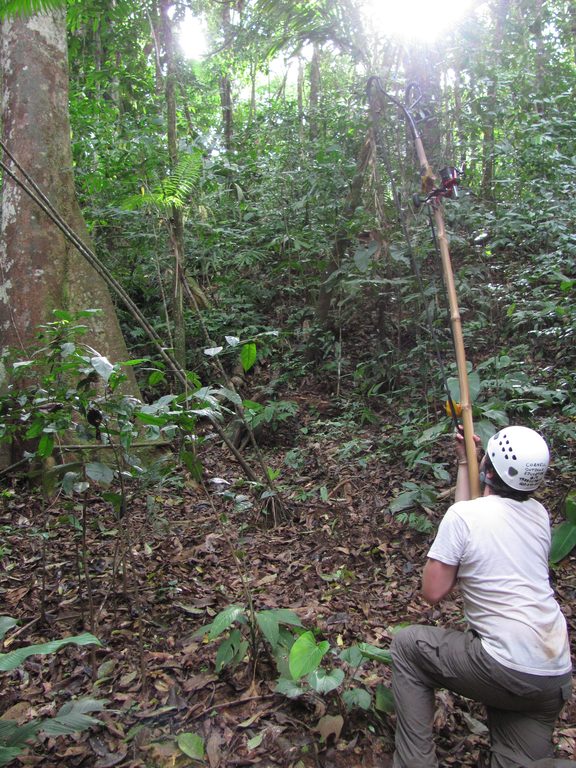 Shooting a big tree. (Category:  Travel)