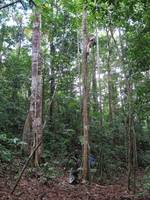 Tara direct aiding the facebook tree. (Category:  Travel)