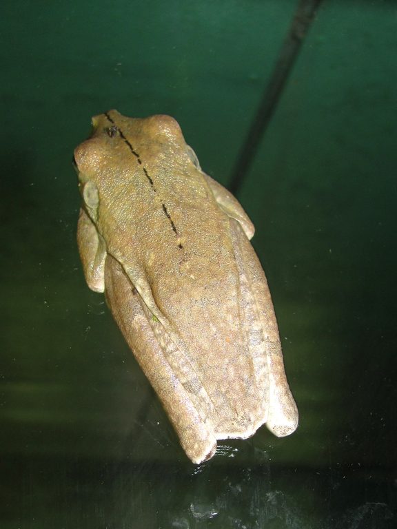 Frog on the school window. (Category:  Travel)