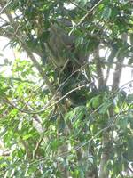 Sloth (Category:  Travel)