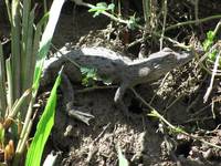 Caiman (Category:  Travel)