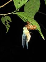 Bug shedding its exoskeleton. (Category:  Travel)