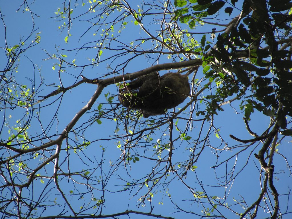 Sloth (Category:  Travel)