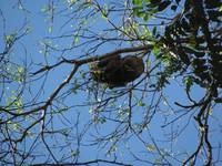 Sloth (Category:  Travel)