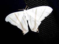 Moth (Category:  Travel)