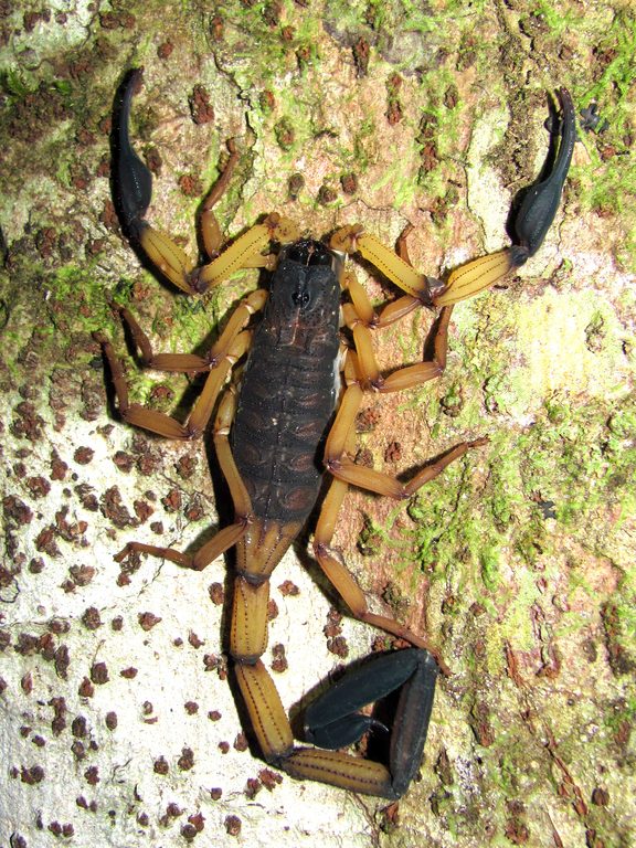 Bark Scorpion (Category:  Travel)