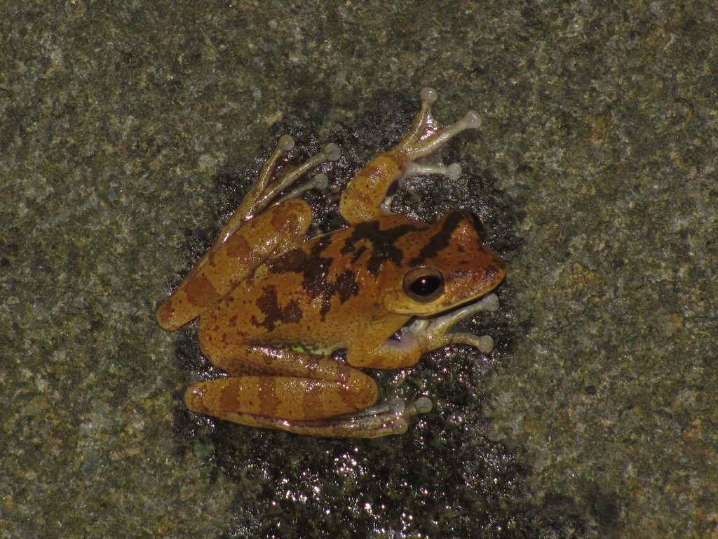 Frog (Category:  Travel)