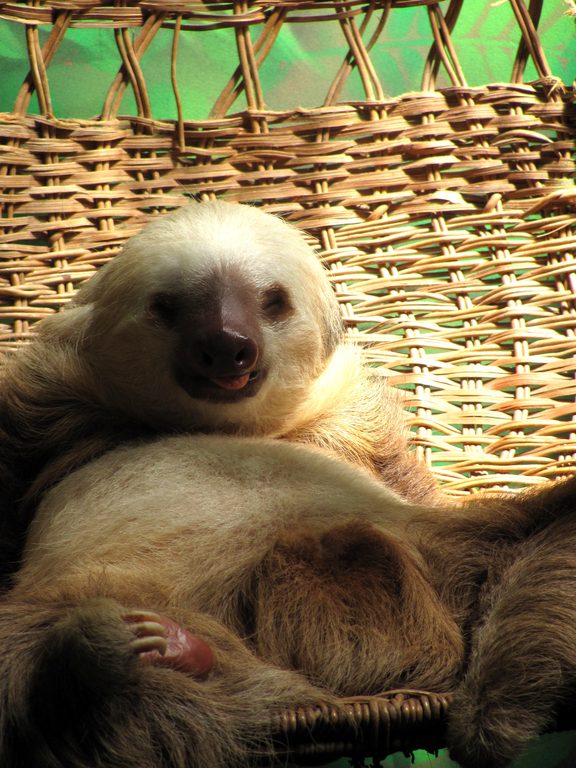 Rescue sloth (Category:  Travel)