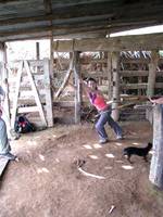 Wesley grinding sugar cane. (Category:  Travel)